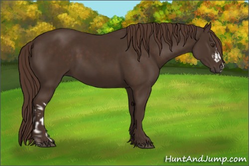 Horse Color:Liver Chestnut  and Liver Chestnut 