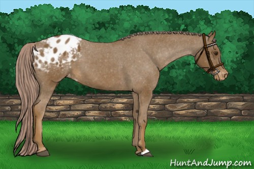 Horse Color:Chocolate Palomino Appaloosa