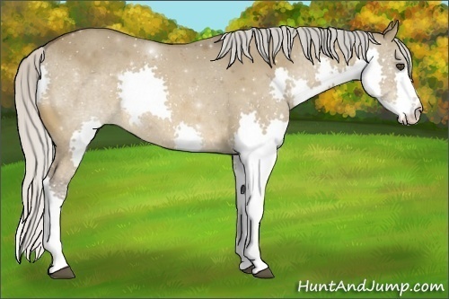 Horse Color:Silver Bay Dun Splash Rabicano 