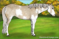 Horse Color:Silver Bay Dun Splash Rabicano