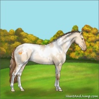 Horse Color:White Spotted Bay Pearl Dun Rabicano 