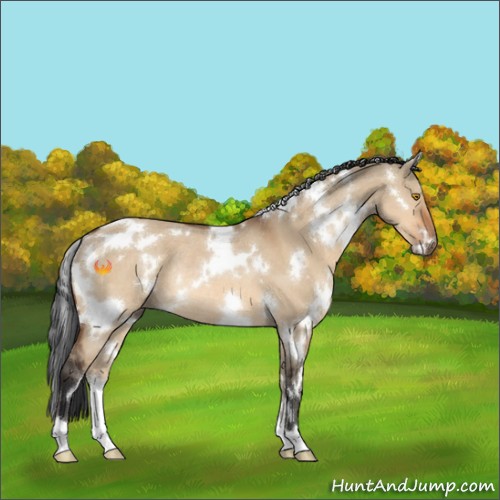 Horse Color:White Spotted Bay Dun Rabicano