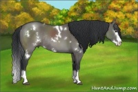 Horse Color:White Spotted Grullo Sabino Splash Rabicano