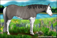 Horse Color:Grullo Splash Rabicano 