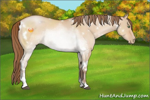 Horse Color:White Spotted Bay Pearl Dun Sabino Rabicano 