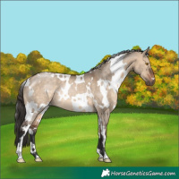 Horse Color:White Spotted Brown Dun Rabicano 