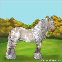 Horse Color:White Spotted Silver Grullo Rabicano 