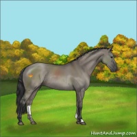 Horse Color:Grullo Rabicano 