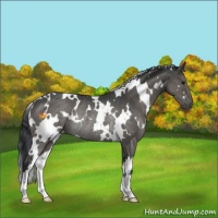 Horse Color:White Spotted Grullo Rabicano 