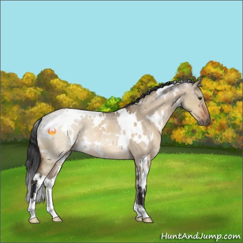 Horse Color:White Spotted Brown Dun Rabicano 