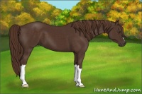 Horse Color:Liver Chestnut 