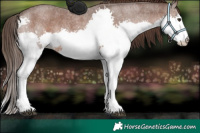 Horse Color:Liver Red Roan Splash 