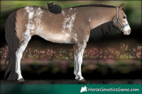Horse Color:White Spotted Bay Dun