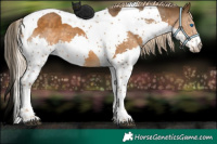 Horse Color:Chocolate Palomino Splash Tobiano 