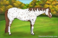 Horse Color:Chestnut Appaloosa 
