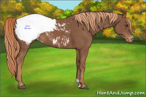 Horse Color:Chestnut Appaloosa 