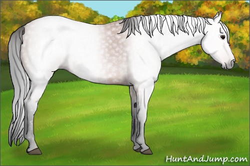 Horse Color:Gray Bay 