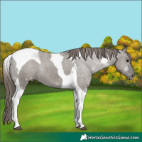 Horse Color:Grullo Tobiano Appaloosa