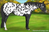 Horse Color:Black Appaloosa 