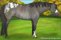 Horse Color:Grullo Blanket Rabicano