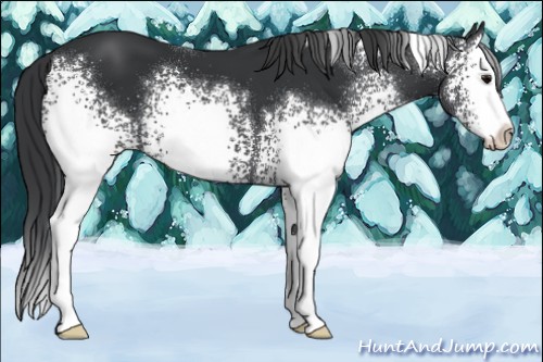 Horse Color:White Spotted Black Splash 