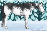 Horse Color:White Spotted Black Splash 
