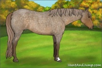 Horse Color:Chocolate Palomino Roan 