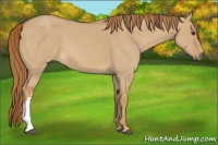 Horse Color:Red Dun 