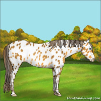 Horse Color:Sable Cream Champagne Appaloosa 