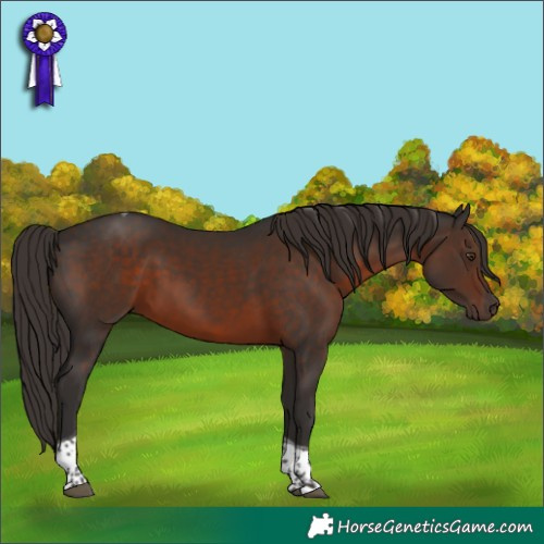 Horse Color:Liver Chestnut Tobiano 