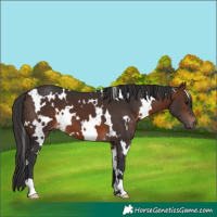 Horse Color:White Spotted Brown 