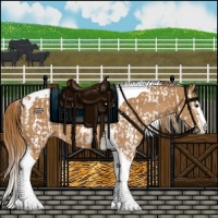 Horse Color:Chestnut Splash Tobiano  and Chestnut Splash Tobiano 