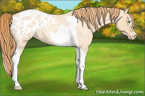 Horse Color:Gold Champagne Roan Dun Splash Tobiano Frame Appaloosa Rabicano 
