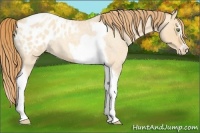 Horse Color:Gold Champagne Roan Dun Splash Tobiano Frame Appaloosa Rabicano 