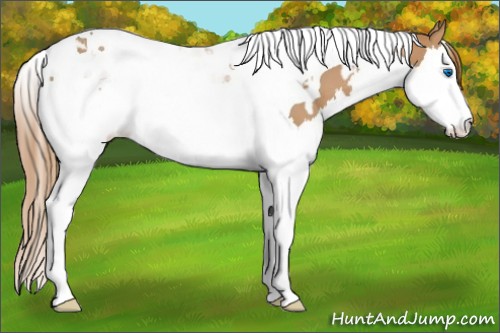 Horse Color:Chestnut Splash Tobiano  and Chestnut Splash Tobiano 