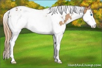 Horse Color:Chestnut Splash Tobiano  and Chestnut Splash Tobiano 