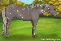 Horse Color:White Spotted Silver Black Rabicano 