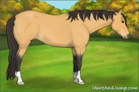 Horse Color:Buckskin Roan 