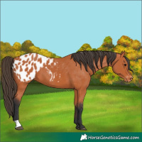 Horse Color:Bay Appaloosa 