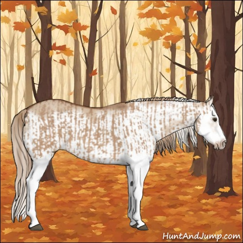 Horse Color:Red Dun Splash  and Red Dun Splash Frame 