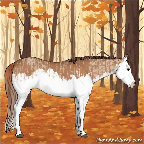 Horse Color:Red Dun Splash  and Chestnut Splash 