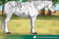 Horse Color:Gray White Spotted Black and Gray White Spotted Black