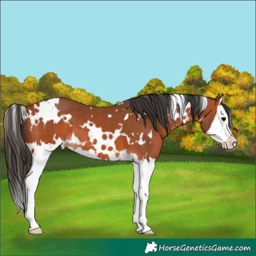 Horse Color:White Spotted Bay Splash 