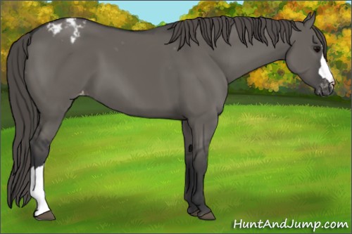 Horse Color:Grullo Appaloosa