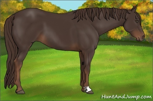 Horse Color:Liver Chestnut 