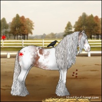 Horse Color:White Spotted Silver Bay Splash Varnish