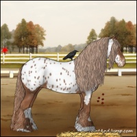 Horse Color:Chestnut Appaloosa