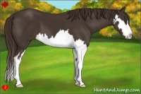 Horse Color:Liver Chestnut Splash Frame 