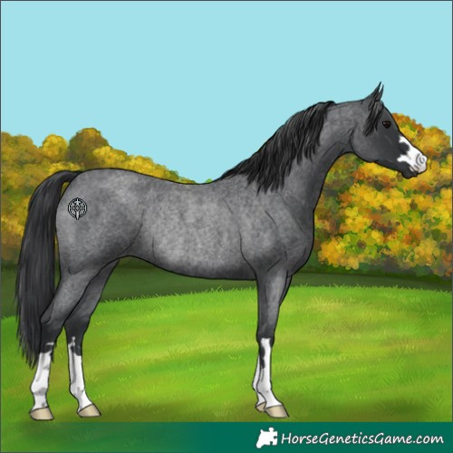 Horse Color:Blue Roan Rabicano 
