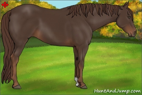 Horse Color:Liver Chestnut 